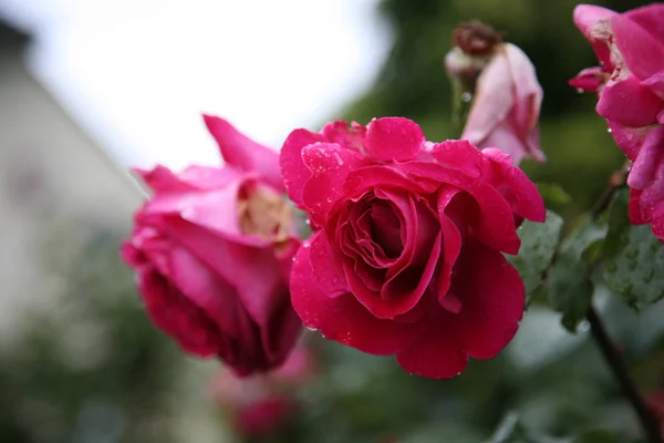 Hermosa Rosa Rosa Cerca Jardín — Foto de Stock