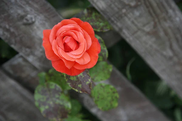 Hermosa Rosa Rosa Cerca Jardín —  Fotos de Stock