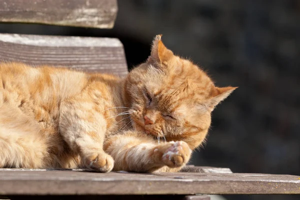 Porträt Einer Süßen Katze — Stockfoto