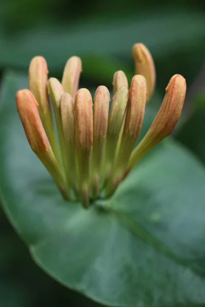 Bellissimi Fiori Sfondo Concetto Floreale — Foto Stock