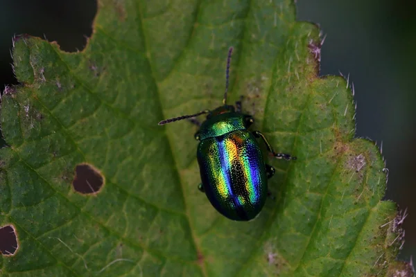 Der Grün Blaue Blattkäfer — Stockfoto