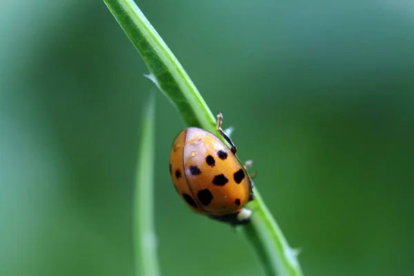 Ladybug Sobe Para Baixo Uma Palha — Fotografia de Stock