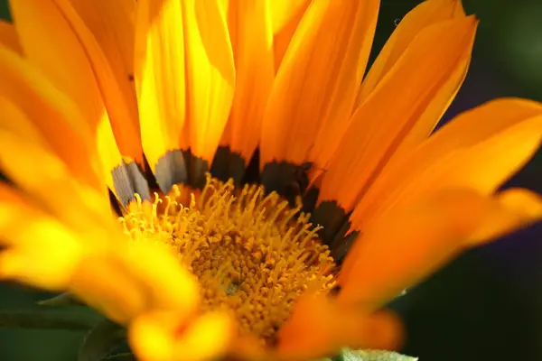 Vista Panorâmica Belas Flores — Fotografia de Stock