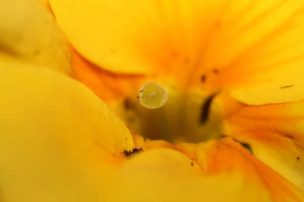 Manzana Amarilla Sobre Fondo Blanco — Foto de Stock