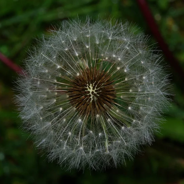Вид Сверху Засохший Цветок Одуванчика Летающими Зонтиками — стоковое фото