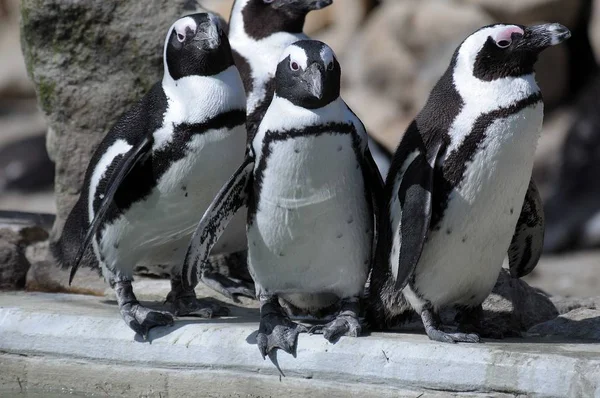 Pinguins Bonitos Natureza Selvagem — Fotografia de Stock