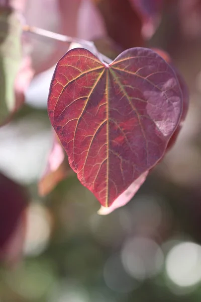 Cercis Siliquastrum Love Tree Leaf — Stock Photo, Image