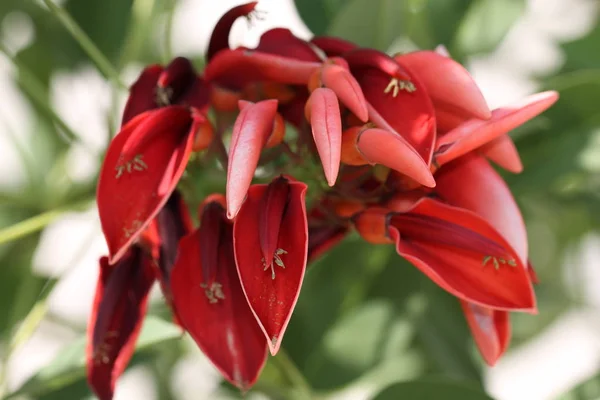 Caribbean Coral Bean Erythina Crista Galli — Stock Photo, Image