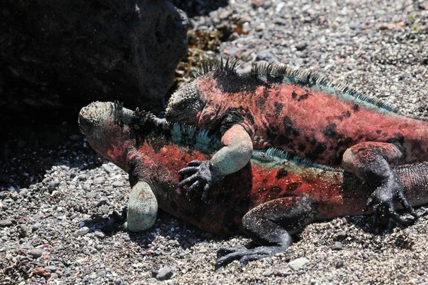Revierkampf Zwischen Meerechsen Auf Floreana Galapagos — Foto de Stock