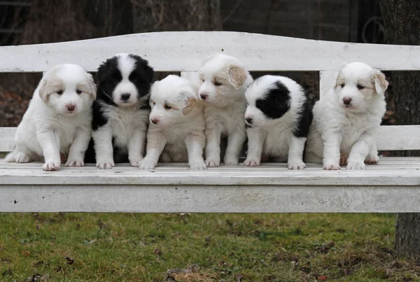 Sınır Collie Yavru Köpekleri — Stok fotoğraf