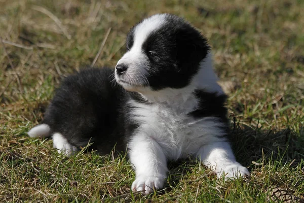 Border Collie Filhotes Cão — Fotografia de Stock