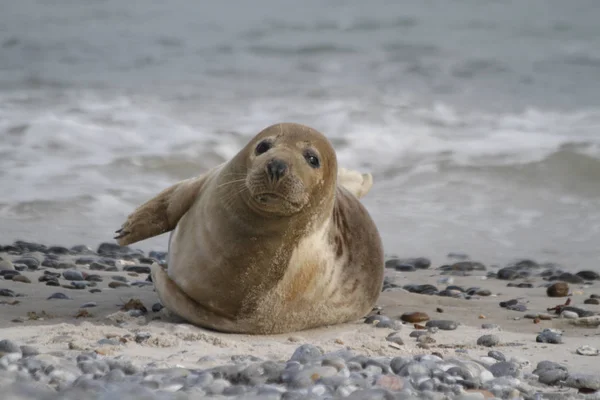 Animal Marino Mamífero Focas — Foto de Stock