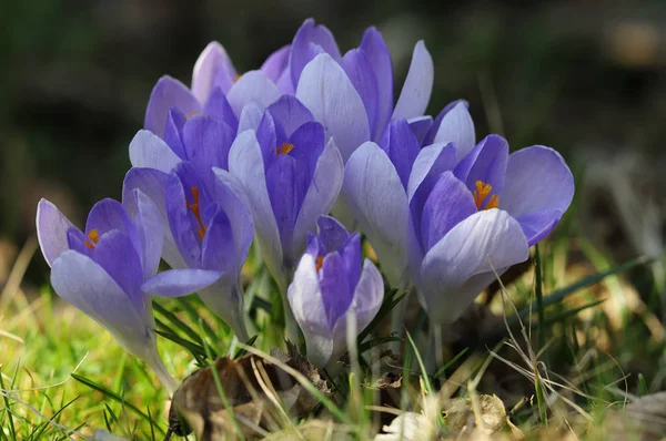 Krokusar Vårblommor Kronblad — Stockfoto