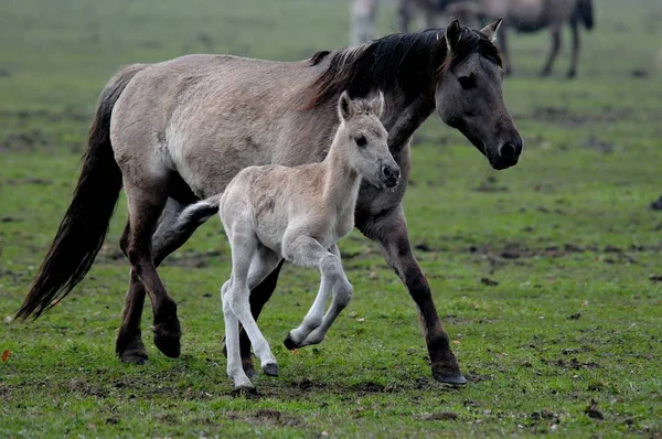 Horses Outdoors Daytime — Stock Photo, Image