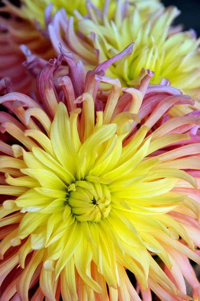 Flores Florecientes Hermosas Fondo Naturaleza — Foto de Stock