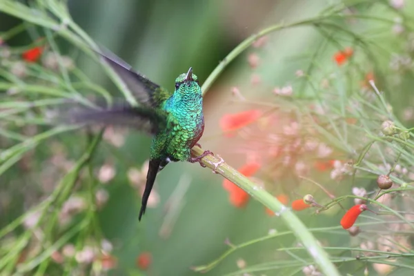 Vista Panorámica Hermoso Pájaro Naturaleza — Foto de Stock