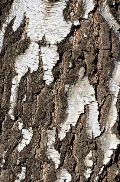 Écorce Arbre Bois Naturel Texturé — Photo