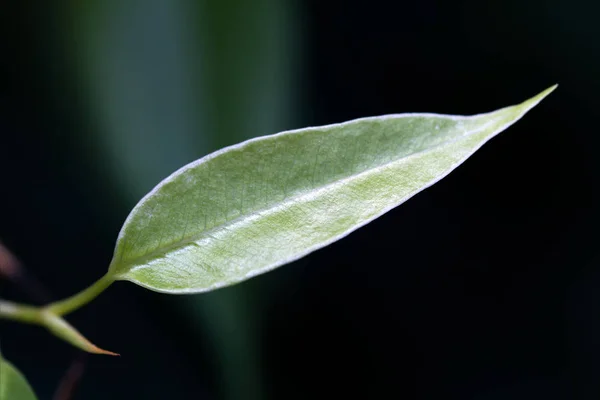 Piękne Botaniczne Ujęcie Naturalna Tapeta — Zdjęcie stockowe