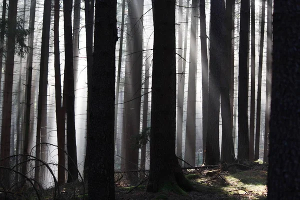 秋天的图林根森林 — 图库照片