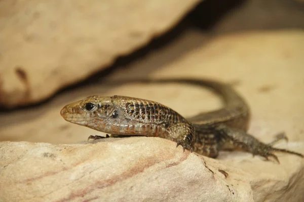 Primer Plano Lagarto Hábitat Concepto Salvajismo —  Fotos de Stock