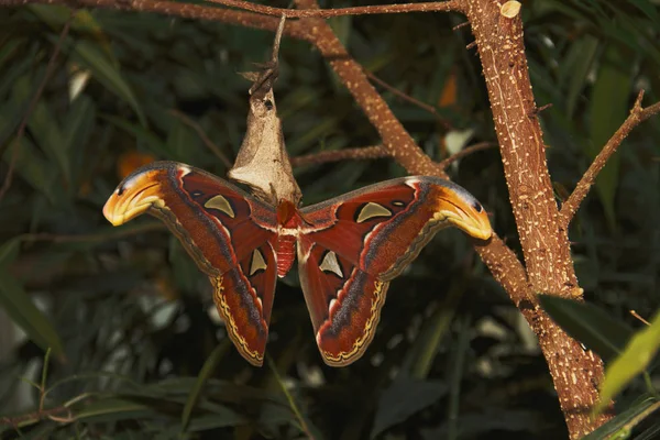 Close Uitzicht Van Exotische Mooie Falter — Stockfoto