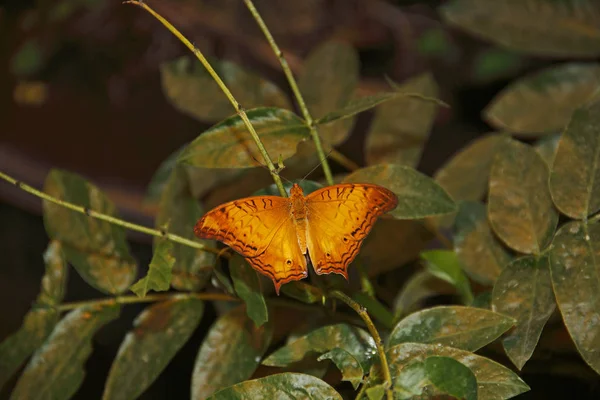 Vue Rapprochée Belle Exotique Faiblir — Photo