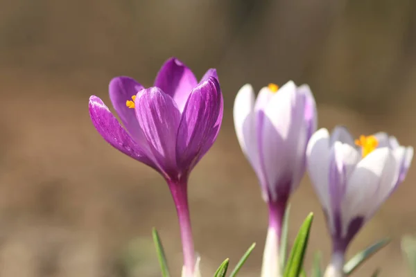 Krokusar Blommande Blommor Naturen Vårflora — Stockfoto
