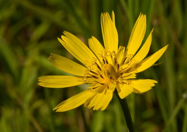 Autour Des Palombes Pleine Floraison — Photo