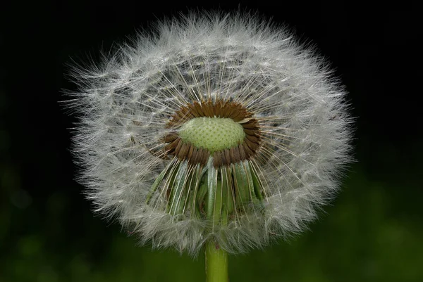 天然のタンポポの花の美しい景色 — ストック写真