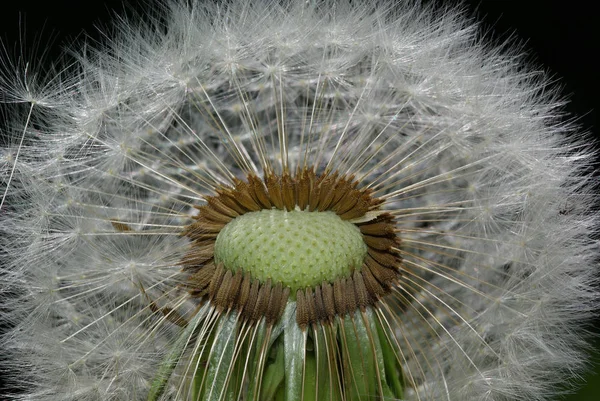 Beautiful View Natural Dandelion Flower — Stock Photo, Image