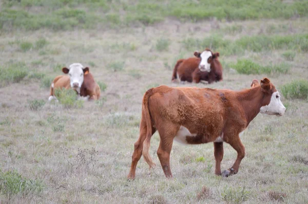 Wild Southamerican Cows Relaxing Meadow — Stock Photo, Image