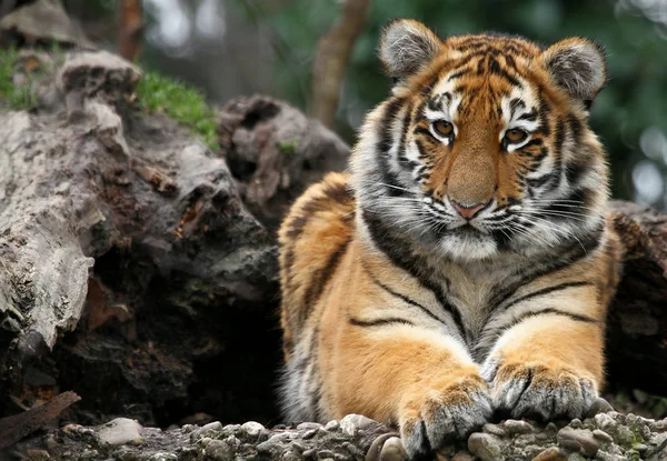 Detailní Záběr Zvířat Zoologické Zahradě — Stock fotografie