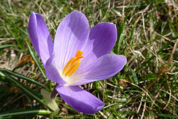 Wiosenne Kwiaty Krokusa Purpurowa Flora — Zdjęcie stockowe