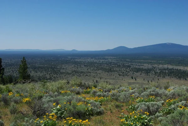 Žluté Květy Vysoké Pláně Lesy Hory Klamath Národního Lesa — Stock fotografie