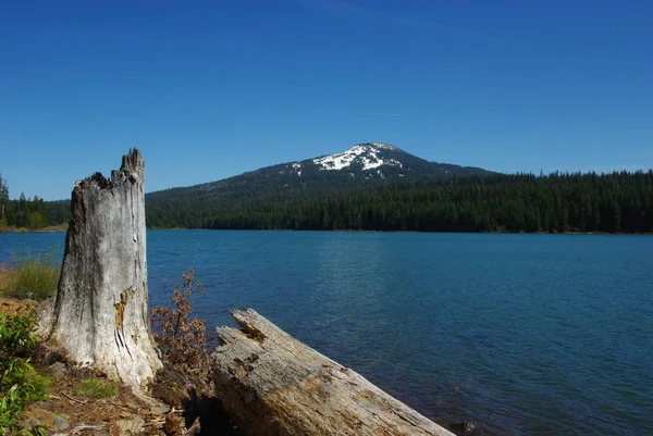See Der Wälder Oregon — Stockfoto