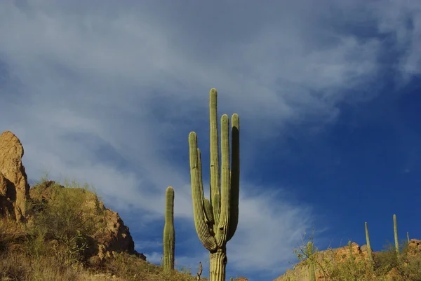 Saguaros Rochas Perto Tortilla Plana Arizona — Fotografia de Stock