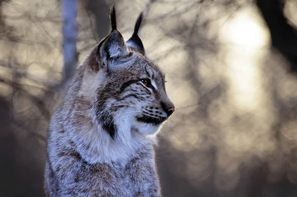 Lynx Wild Animal Nature Big Cat — Stock Photo, Image