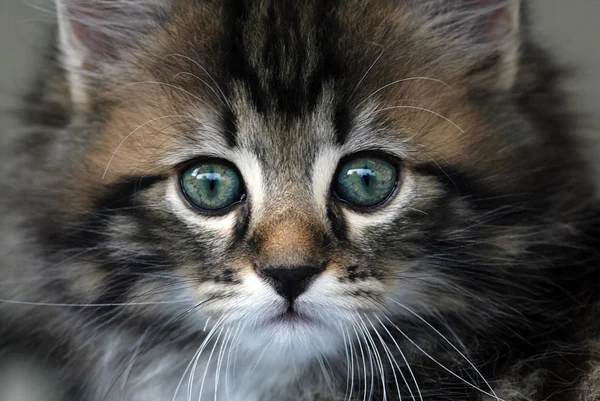 Portrait Cute Cat — Stock Photo, Image