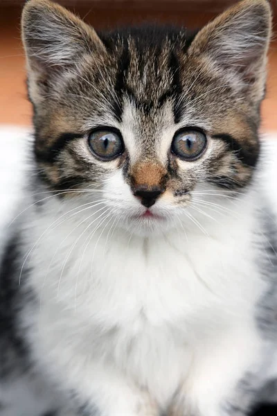 Retrato Lindo Gato —  Fotos de Stock