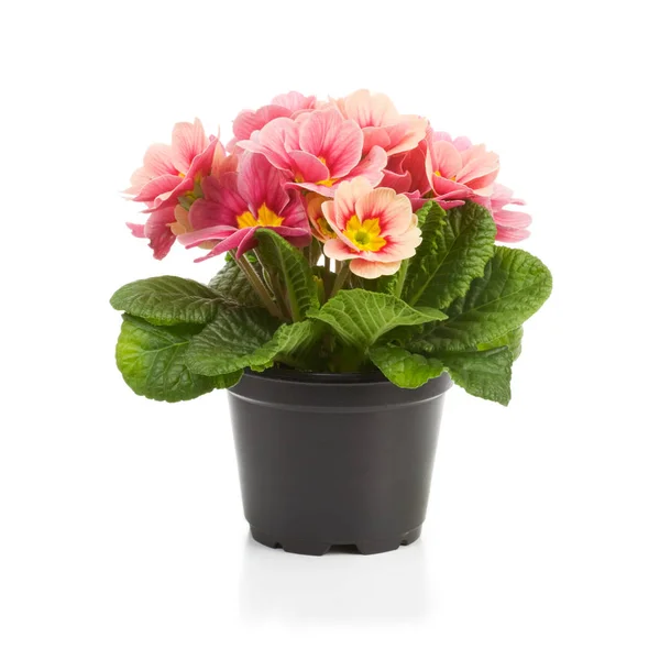 Pentola Plastica Con Fiori Primula Sfondo Bianco — Foto Stock