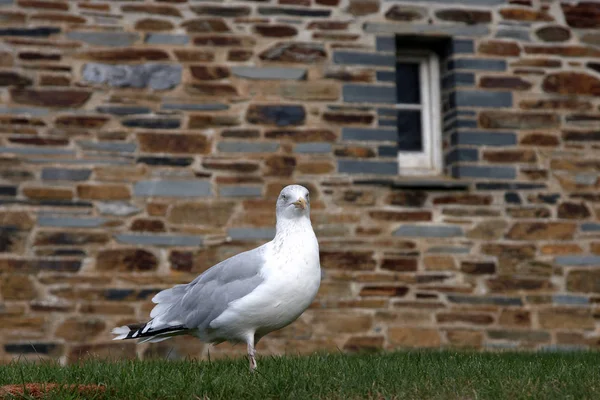 One Seagull Standing Grass Wall — Stock Photo, Image