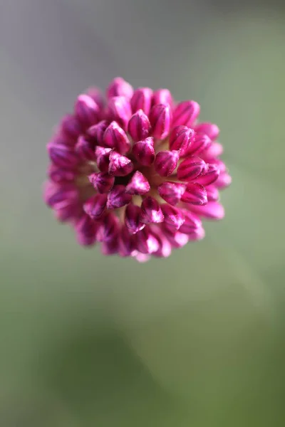 美しい花 花のコンセプトの背景 — ストック写真