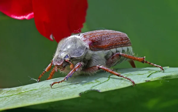 Közeli Ból Barna Hatalmas Cockchafer — Stock Fotó