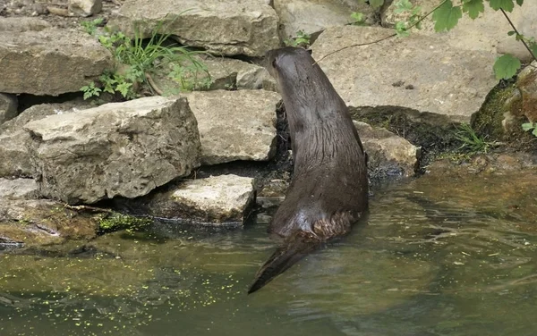 Paisaje Junto Agua Que Muestra Una Parte Trasera Otter Mientras — Foto de Stock