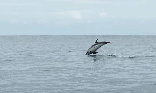 Hoppa Delfin Havet — Stockfoto