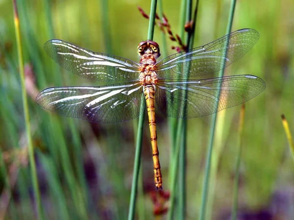 Trollslända Insekt Flora Och Fauna — Stockfoto