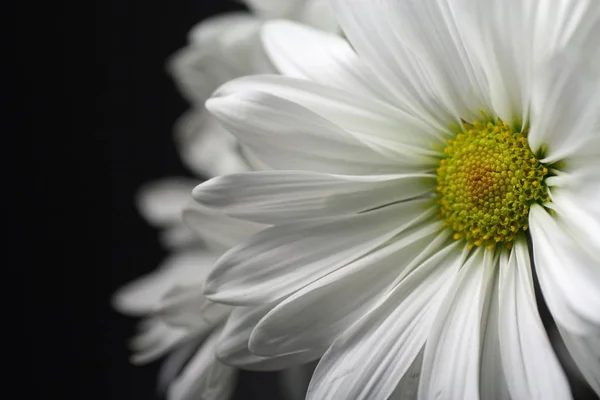 Branco Daisy Closeup Fundo Preto — Fotografia de Stock