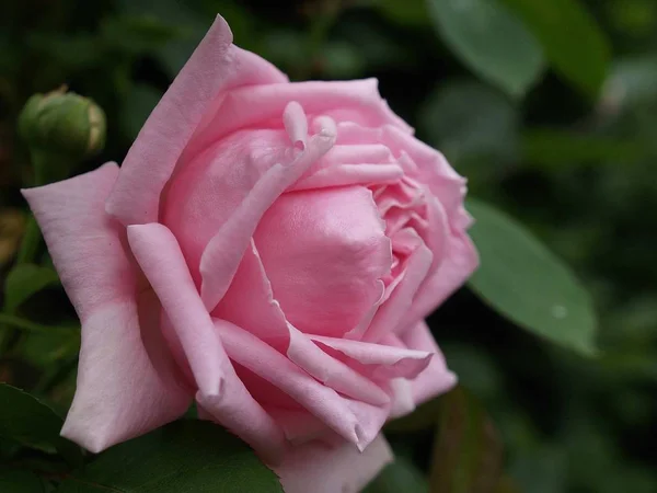 Krása Kvetoucí Rostlina Dne — Stock fotografie