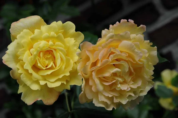 Schöne Botanische Aufnahme Natürliche Tapete — Stockfoto