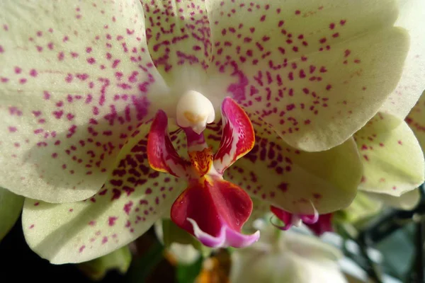 Botânica Flora Orquídea Flor — Fotografia de Stock